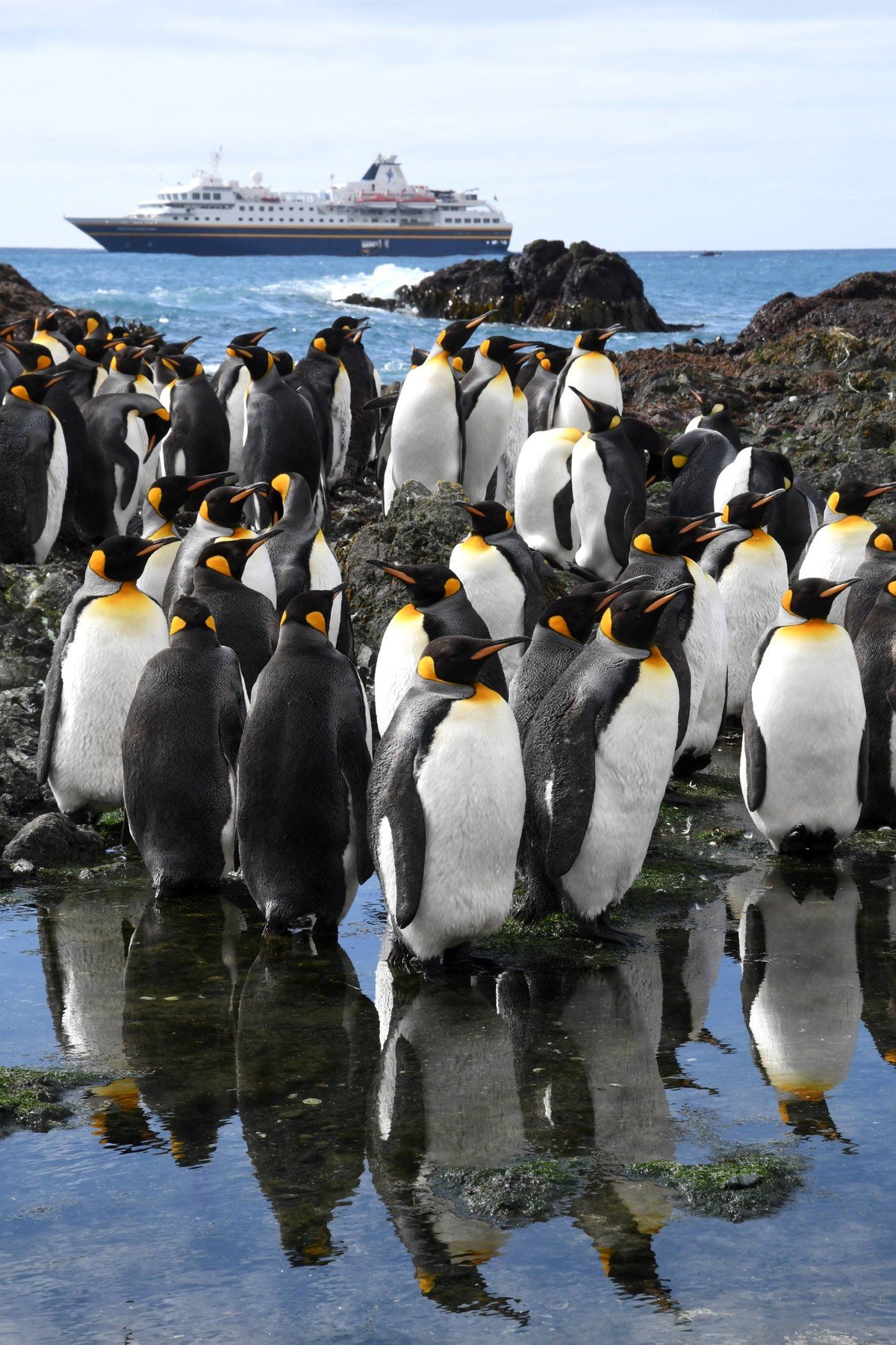 A large colony of king penguins gathered on rocky shores with their distinctive black and white plumage and golden markings, while a cruise ship anchors in the background on the ocean. The penguins are reflected in shallow tidal pools, creating a striking contrast between the wildlife and modern tourism.