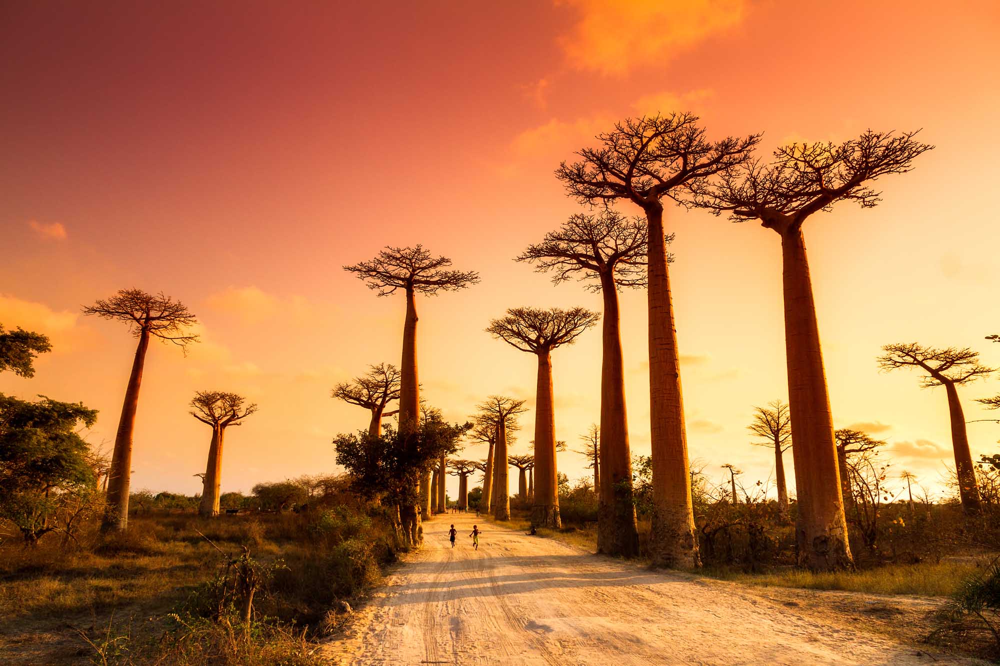 A stunning sunset view of the iconic Avenue of the Baobabs in Madagascar, featuring massive ancient baobab trees silhouetted against a golden-orange sky. Two figures can be seen walking along the sandy dirt road between the towering trees, creating a sense of scale and adventure in this remote natural landmark.