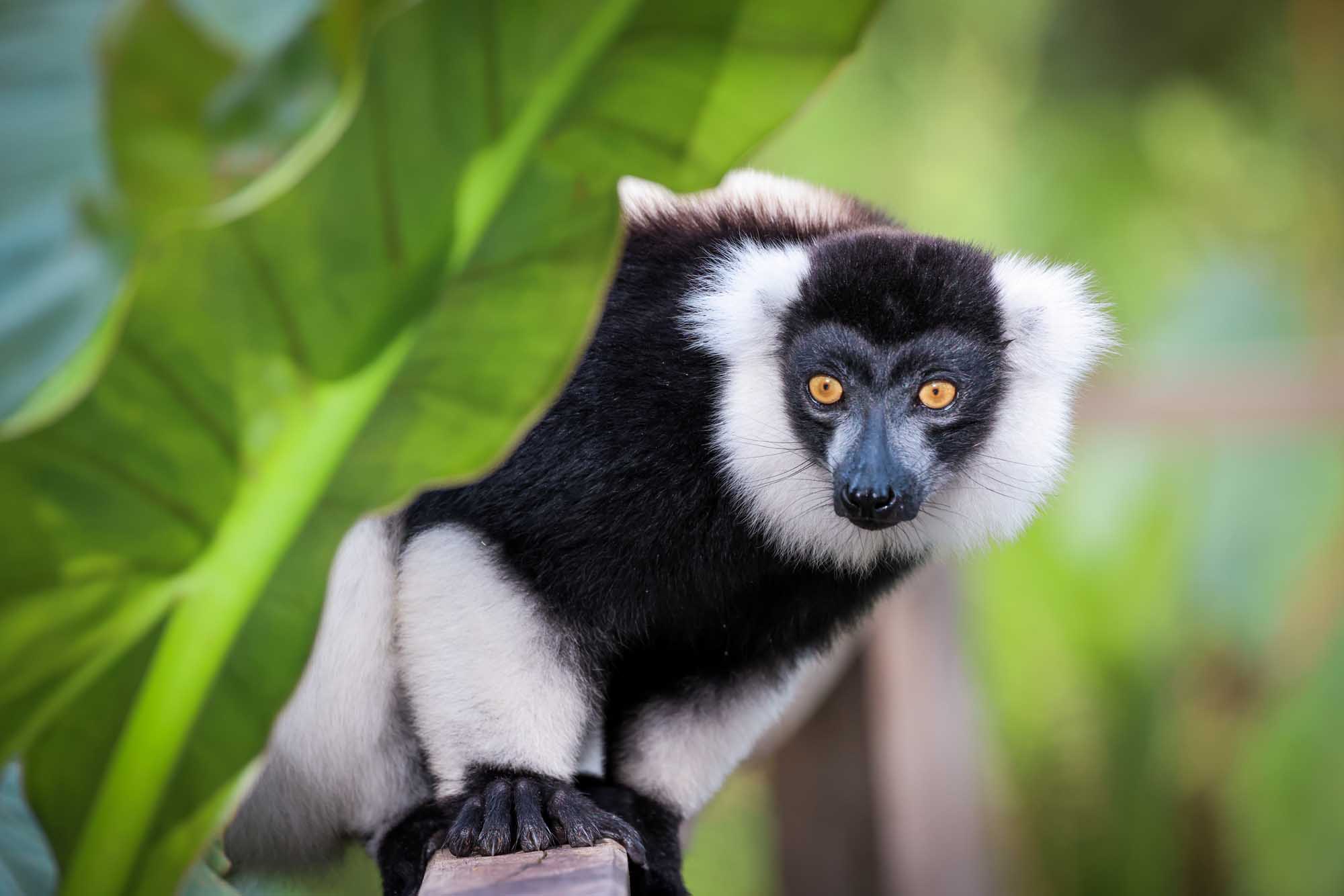 A striking black-and-white indri lemur with distinctive golden-yellow eyes perches on a verdant green branch, displaying its characteristic facial markings and alert expression in its natural forest habitat.