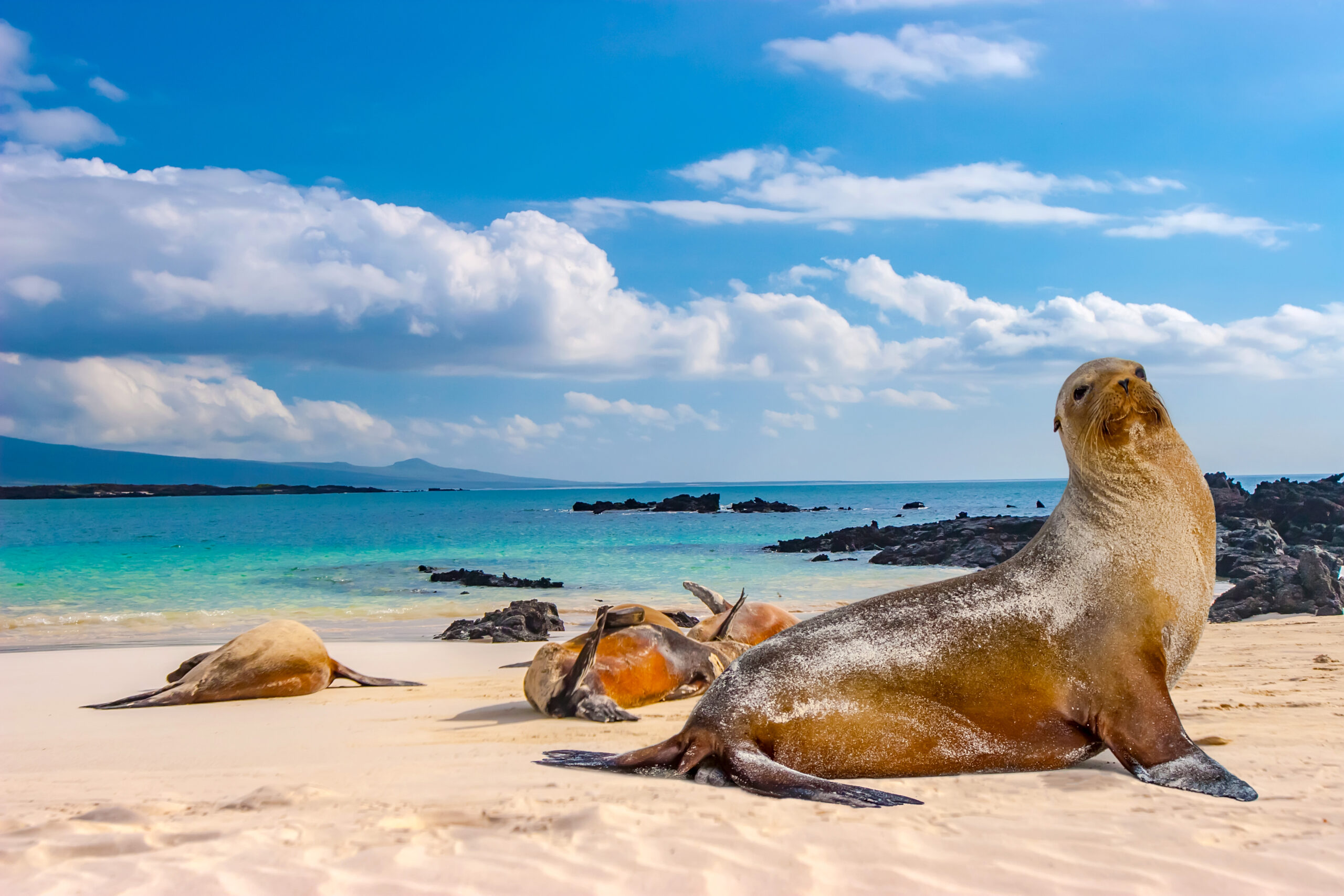 A group of Galapagos sea lions resting on a pristine sandy beach with turquoise waters, black volcanic rocks, and mountains visible across the bay under a bright blue sky with white clouds.