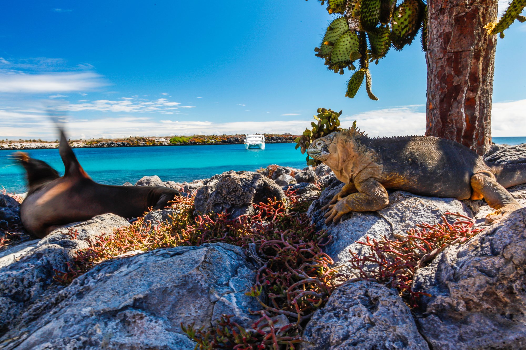 A scenic coastal view of the Galápagos Islands featuring iconic marine iguanas and land iguanas resting on volcanic rocks in the foreground, with a prickly pear cactus tree overhead, turquoise ocean waters, a cruise ship in the distance, and pristine rocky shoreline under clear blue skies.