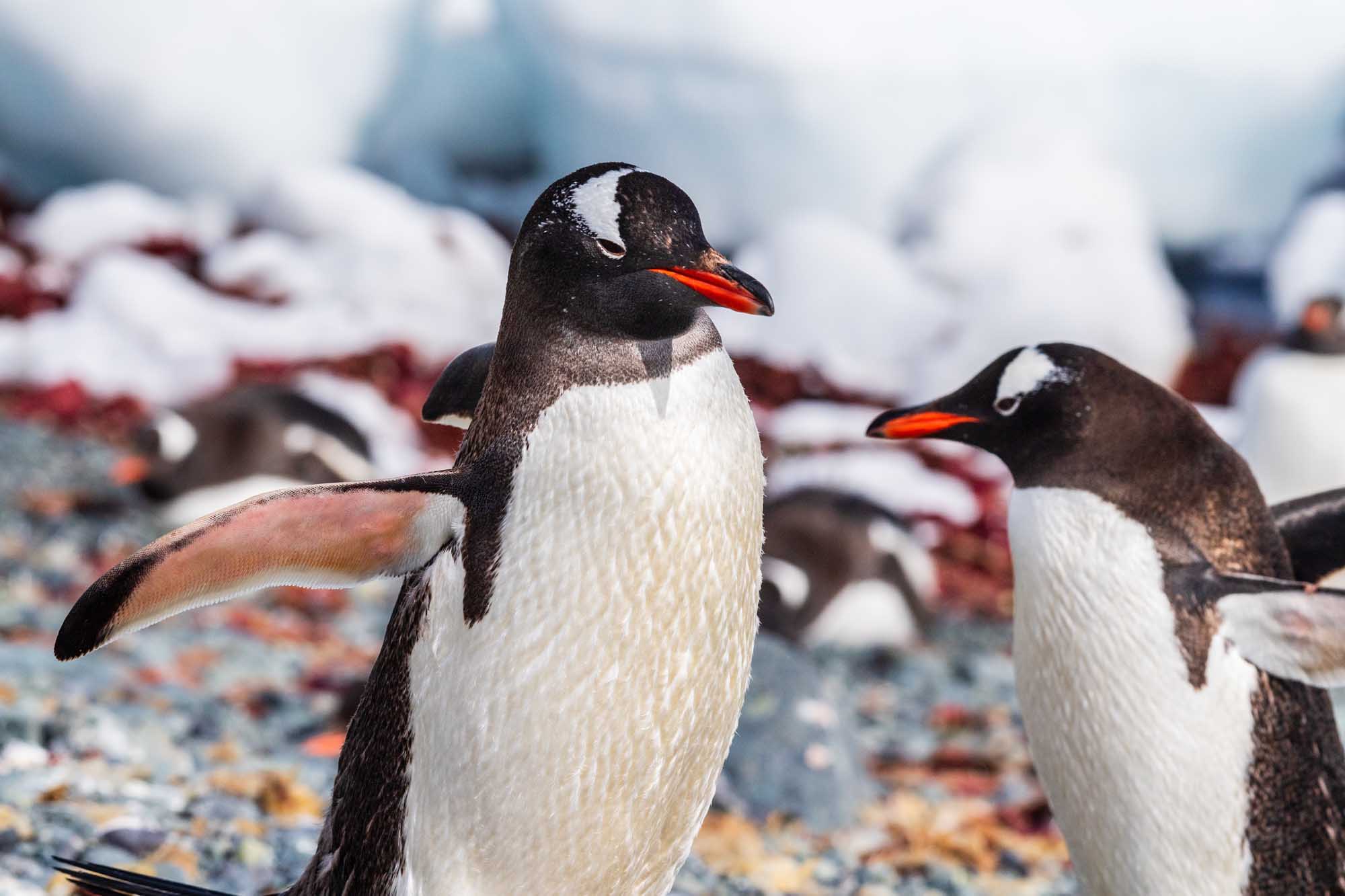 A close-up view of two Gentoo penguins standing on the rocky, snow-covered shore of Trinity Island on the Antarctic Peninsula. The penguins display their distinctive black and white plumage and bright orange beaks, with additional penguins visible in the blurred background.
