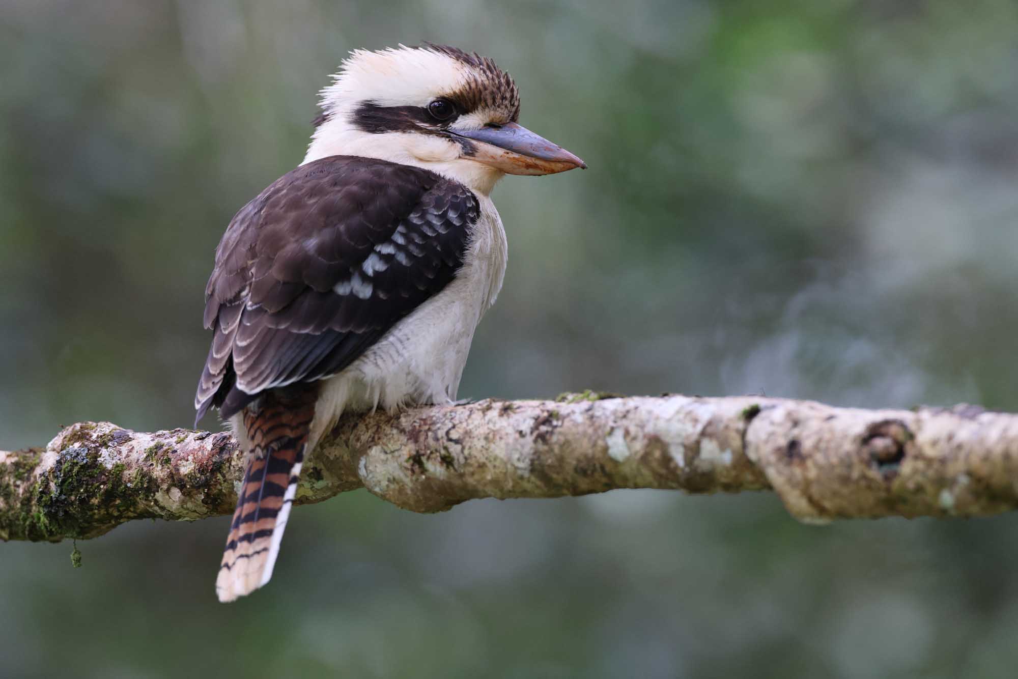 A laughing kookaburra (Dacelo novaeguineae) is captured in profile perched on a lichen-covered branch. The bird displays its distinctive white head and neck markings, dark eye stripe, and blue-tinged beak, with dark brown wings folded against its body and a striped tail visible below.