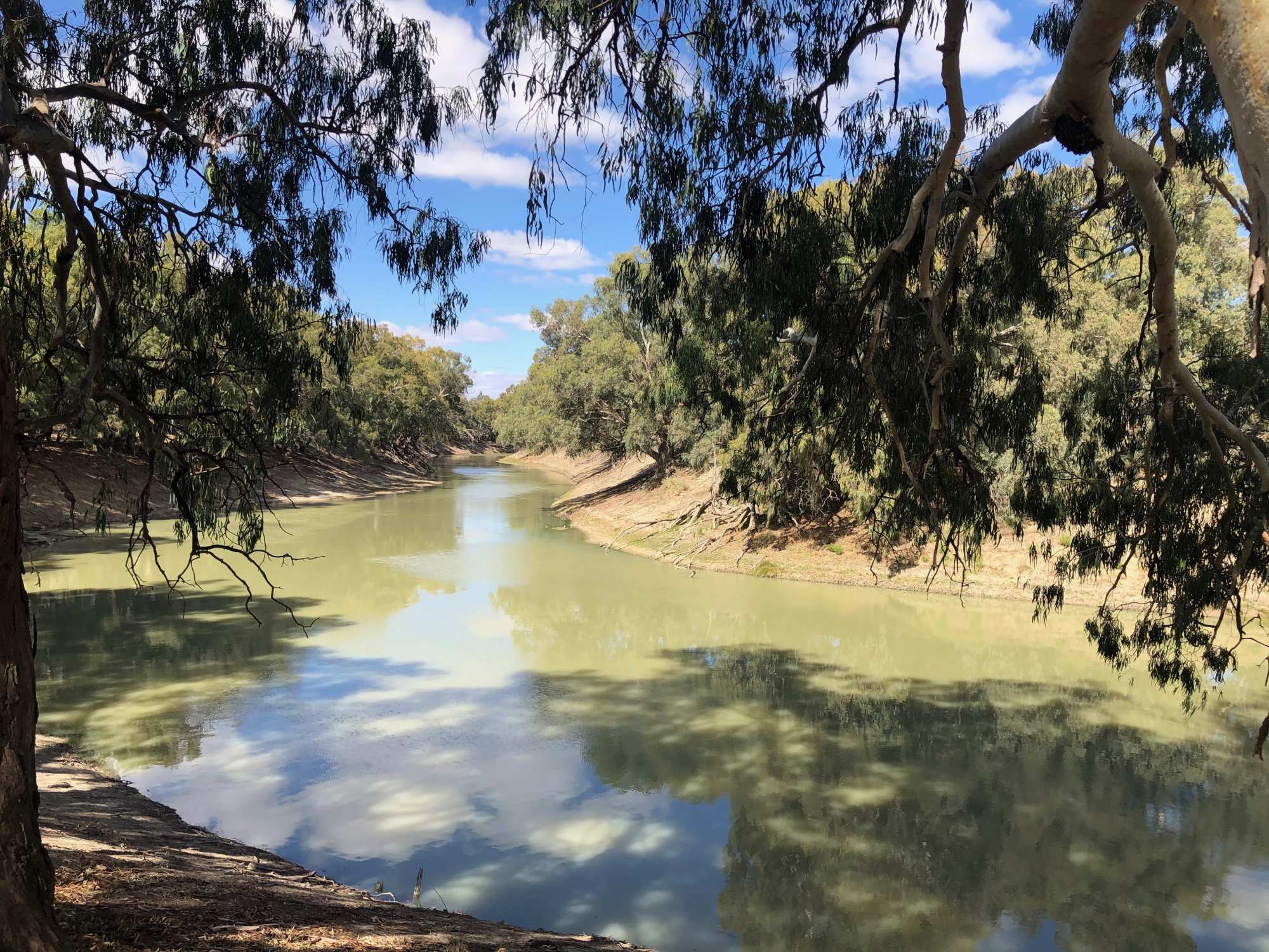 A serene river landscape featuring the Murray River lined with mature eucalyptus trees with characteristic drooping branches and pale bark. The calm, murky water reflects the blue sky and surrounding vegetation, with sandy banks visible along the tree-lined shores.