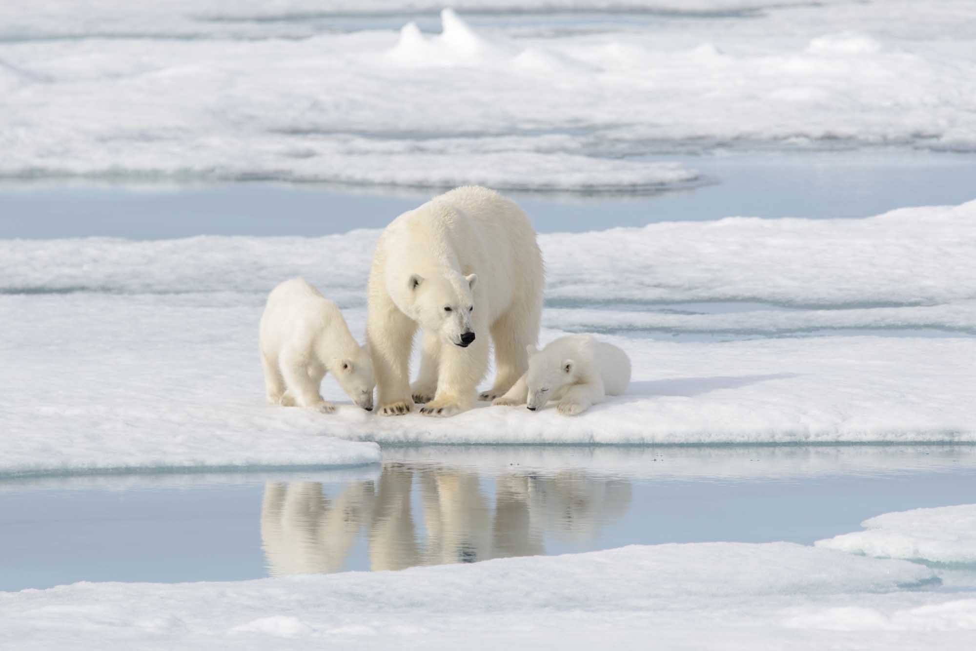 A polar bear mother with two cubs on pack ice in the Arctic, with their reflections visible in meltwater pools. The scene captures wildlife in their natural habitat, with the family traversing the icy landscape with ocean waves visible in the background.
