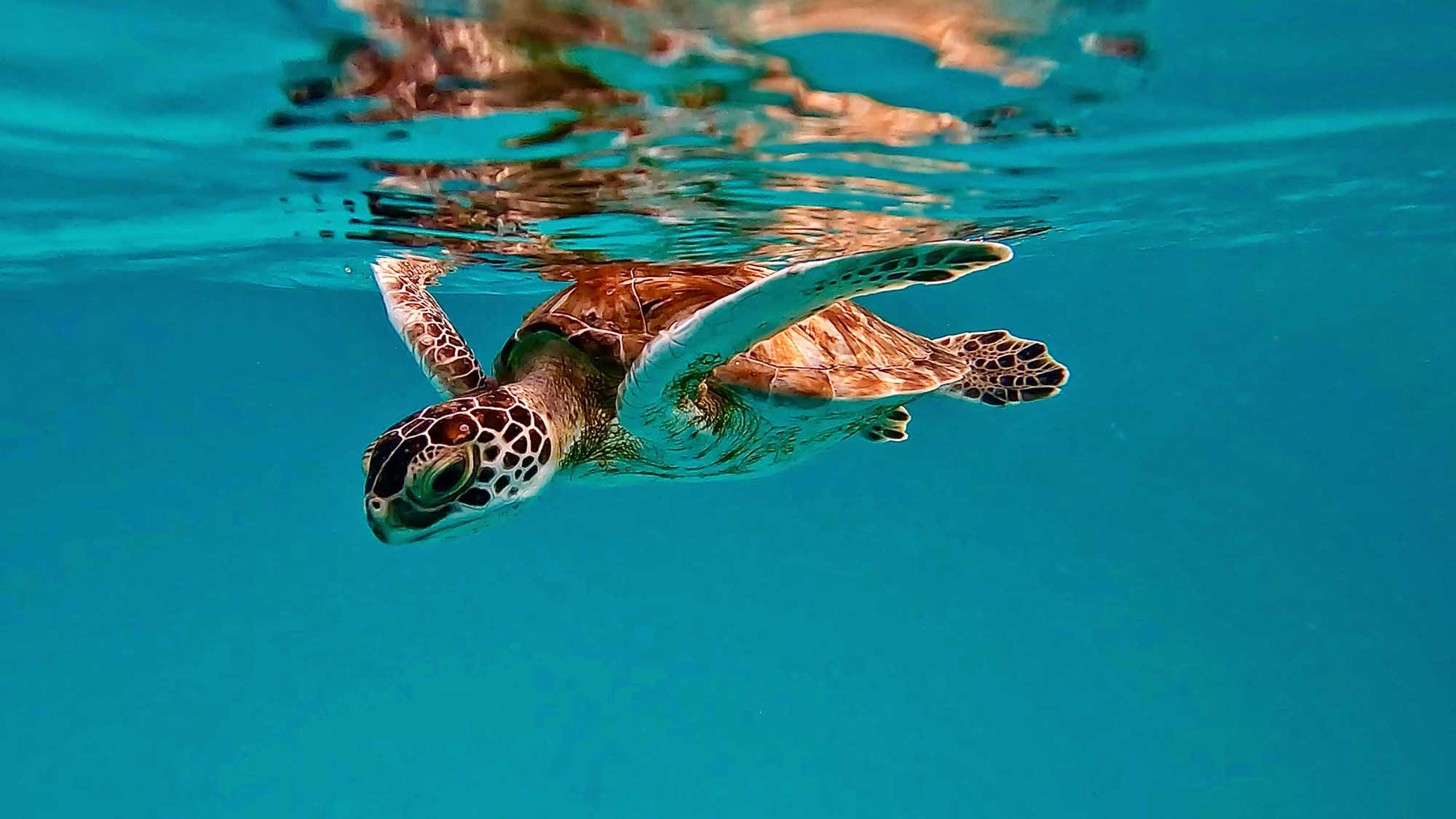 A vibrant underwater photograph of a green sea turtle swimming near the surface of clear turquoise water, captured from a snorkeling perspective.