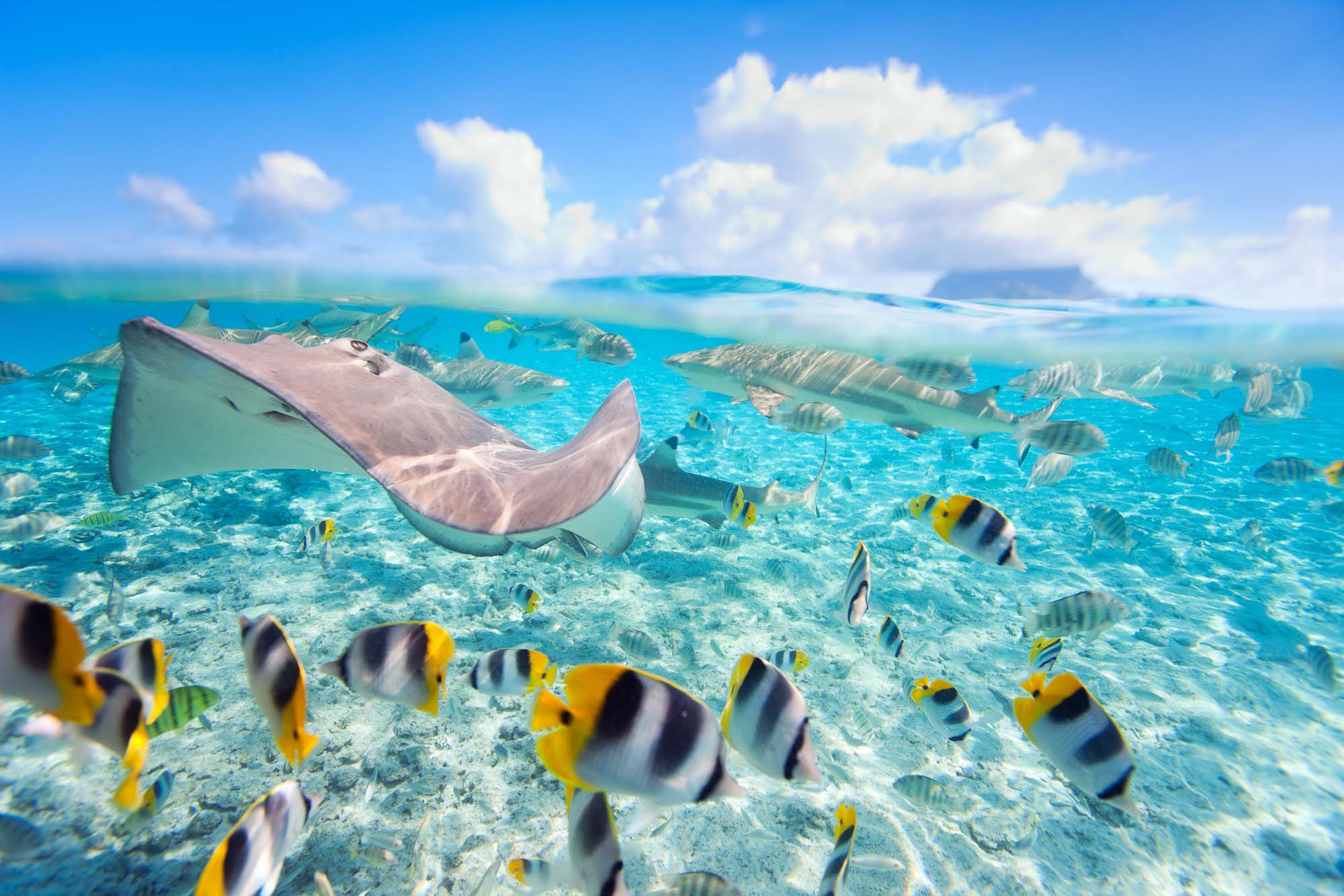 An underwater scene in a crystal-clear tropical lagoon featuring a graceful stingray gliding across a sandy bottom surrounded by schools of yellow and black striped tropical fish, with distant islands visible through the water's surface under a bright blue sky.