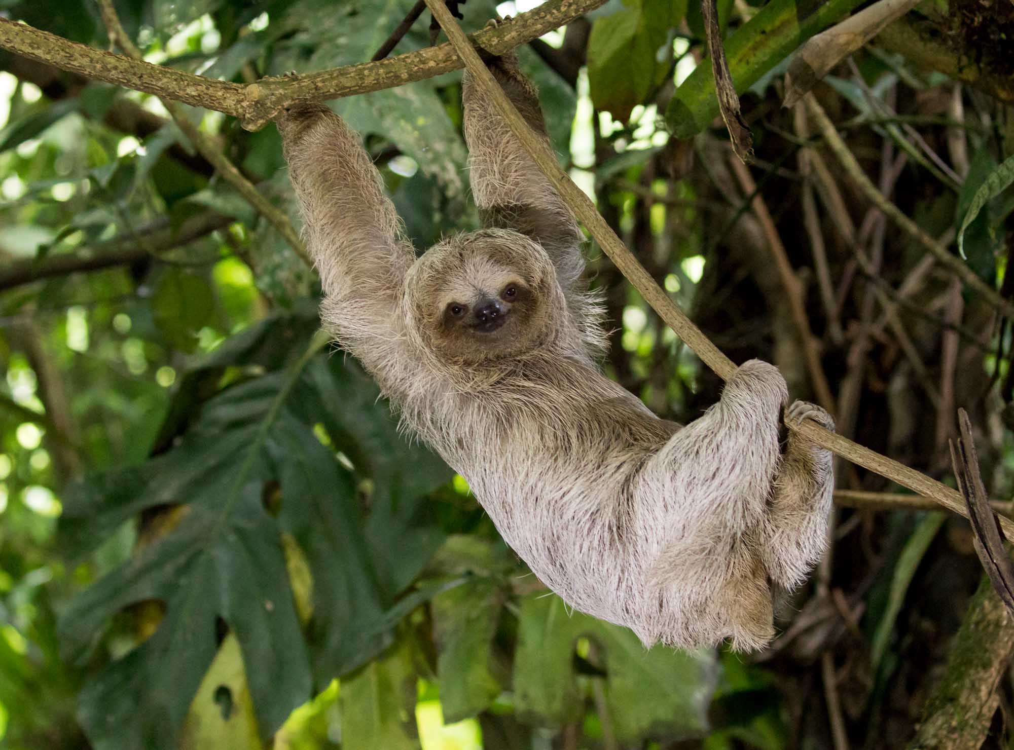A young brown-throated three-toed sloth hangs from a tree branch in its natural rainforest habitat, gazing directly at the camera with a characteristic gentle expression.